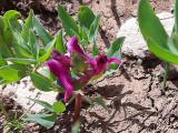 Corydalis erdelii