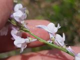 Linaria corifolia