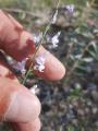 Linaria corifolia
