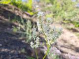 Polygonum alpinum