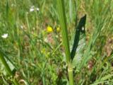 Rumex acetosella