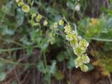 Rumex scutatus