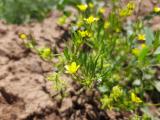 Ranunculus arvensis