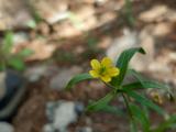 Ranunculus arvensis