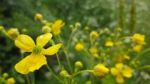 Ranunculus fenzlii