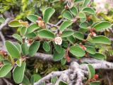 Cotoneaster integerrimus