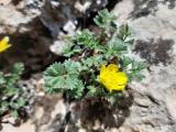 Potentilla speciosa