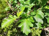 Sorbus roopiana