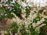 Fallopia aubertii