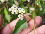 Fallopia aubertii