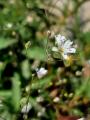 Gypsophila bitlisensis