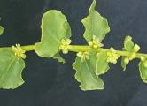 Beta macrorhiza
