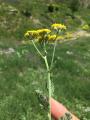 Achillea arabica