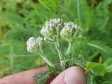 Achillea millefolium