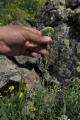 Achillea millefolium