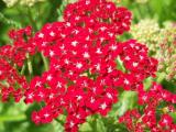 Achillea millefolium