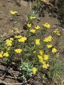 Achillea schischkinii