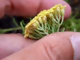 Achillea schischkinii