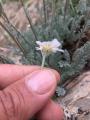 Tanacetum albipannosum