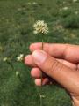 Silene capitellata