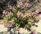 Rosularia sempervivum subsp. libanotica