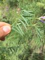 Astragalus aduncus