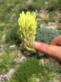 Astragalus globosus