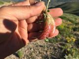 Astragalus nezaketiae