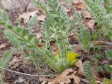 Astragalus pinetorum