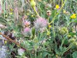 Trifolium arvense