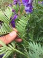 Vicia canescens