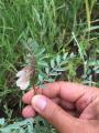 Vicia noeana