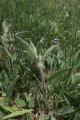 Phlomis rigida