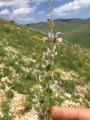 Salvia microstegia