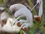 Salvia microstegia