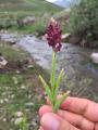 Orchis coriophora subsp. coriophora