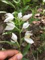 Cephalanthera damasonium