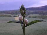 Cephalanthera damasonium