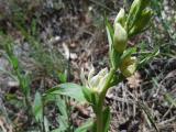 Cephalanthera damasonium