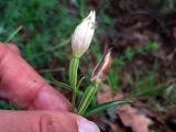 Cephalanthera damasonium