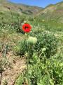 Papaver setiferum