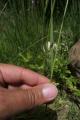 Hordeum brevisubulatum