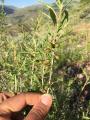 Cerasus angustifolia