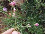 Asperula affinis