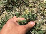 Asperula glomerata