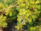 Asperula glomerata