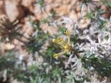 Asperula glomerata