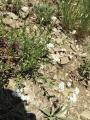 Asperula involucrata