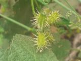 Caucalis platycarpos