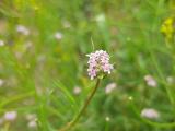 Caucalis platycarpos